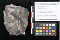 Foto (Objekt + Etikett) von Asterocarpus meriani Br. (NHMW-GEO-2024-0188-10495)
